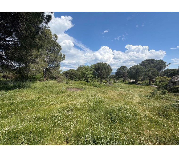 ALTIN EMLAKTAN BERGAMA AŞAĞICUMADA SATILIK 2496M2 TARLA