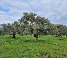 Bayındır Tarıma Dayalı Çİçek OSB Yakını 5265 mSatılık Zeytinlik