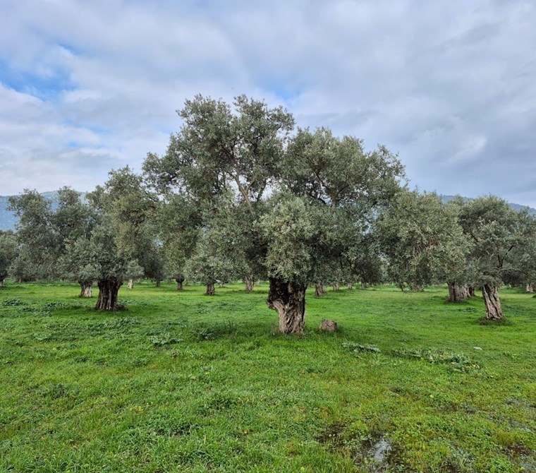 Bayındır Tarıma Dayalı Çİçek OSB Yakını 5265 mSatılık Zeytinlik