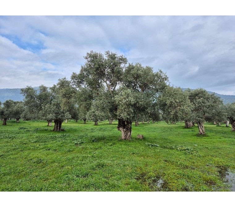 Bayındır Tarıma Dayalı Çİçek OSB Yakını 5265 mSatılık Zeytinlik