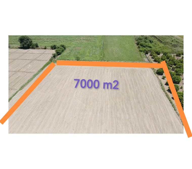 MUĞLA ORTACA FEVZİYE'DE SATILIK 7.000 M² TEK TAPU KUPON TARLA – YERLEŞİK ALAN İÇİNDE YATIRIM FIRSATI