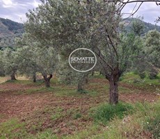 BALIKESİR HAVRAN KALABAK KÖYÜNDE SATILIK ZEYTİNLİK 4910 M²