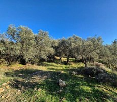 Fırsat Fiyata! Bergama Zeytindağ’da Yatırımlık 13.763 m² Satılık Zeytinlik