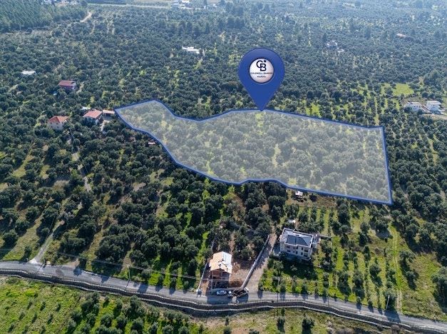 MUĞLA KÖYCEĞİZ ZEYTİNALANI MAHALLESİNDE 14 DÖNÜM ZEYTİNLİK