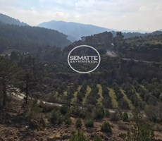 BALIKESİR HAVRAN'DA SATILIK MÜSTAKİL TARLA