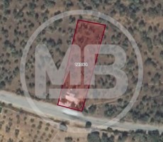 Muğla Milas Bafa'da Yola Cepheli 1757 M² Satılık Zeytinlik