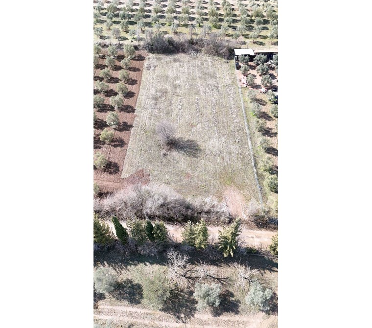 Muğla Merkez Yaraş Köyü'nde elektriğe çok yakın tarla