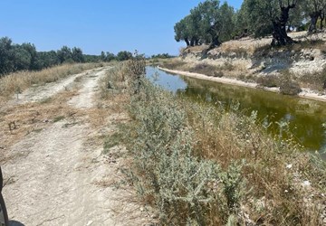 AYVALIK KAZIM KARABEKİR DE SATILIK 2145 m2 ZEYTİNLİK