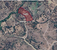 EDREMİT HAVRAN KÖYLÜCEDE SATILIK VERİMLİ ZEYTİNLİK