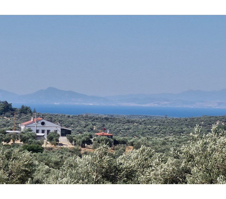  ALTIN EMLAKTAN AYVALIKTA SATILIK 1269 M2 ZEYTİNLİK