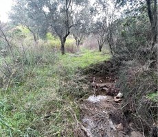 Balıkesir Edremit Yaylaönü'nde 150 Ağaçlı Verimli Zeytinlik