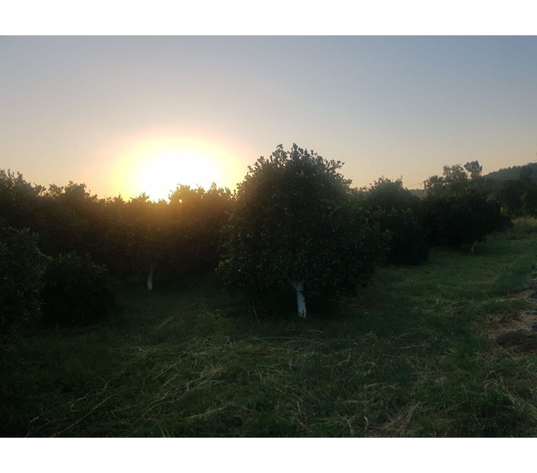 MÜJGAN EMLAKTAN MUĞLA KÖYCEĞİZ DÖĞÜŞBELEN MAH 4246 M2 TARLA