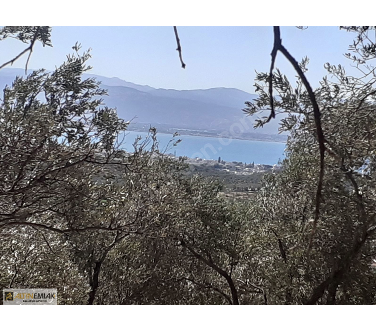 AYVALIK ALTIN EMLAKTAN GÜRENİN EN GÜZEL YERİNDE 2052M2 ZEYTİNLİK