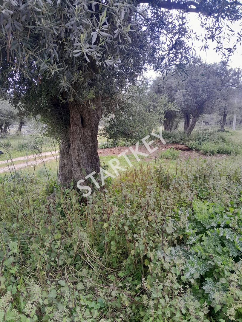 Property-photo