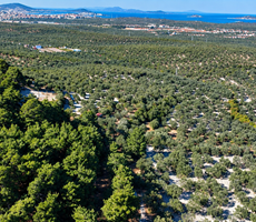 ACELE SATILIK Ayvalık Merkeze 4 Km | 5.275 m² | 65 Zeytin Ağaçlı Zeytinlik