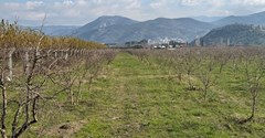 İNŞAAT YAPI RUHSATI ALINMIŞ İZMİR SELÇUK'TA 13700 M2 BAHÇE