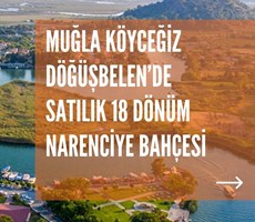 MUĞLA KÖYCEĞİZ DÖĞÜŞBELEN MH 18547M2 NARENCİYE BAHÇESİ