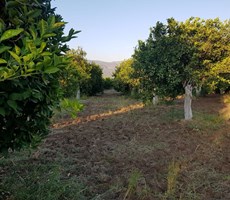 MÜJGAN EMLAKTAN MUĞLA KÖYCEĞİZ DÖĞÜŞBELEN MH DE 532M2 BAHÇE