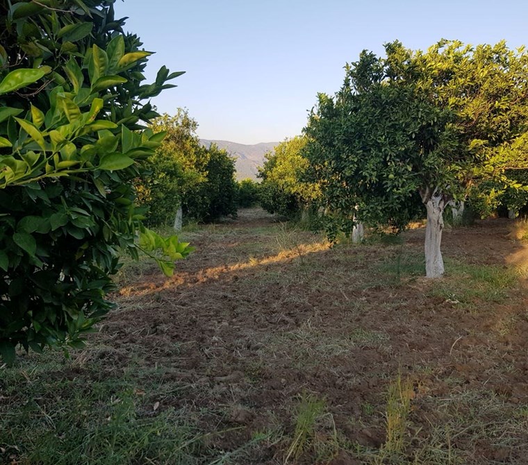 MÜJGAN EMLAKTAN MUĞLA KÖYCEĞİZ DÖĞÜŞBELEN MH DE 532M2 BAHÇE