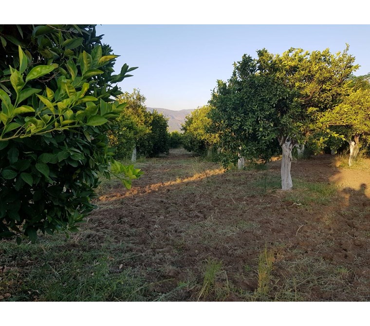 MÜJGAN EMLAKTAN MUĞLA KÖYCEĞİZ DÖĞÜŞBELEN MH DE 532M2 BAHÇE