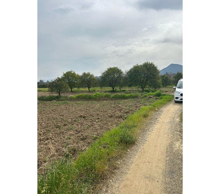 MUĞLA KÖYCEĞİZ BEYOBASI MH 1635M2 TARLA