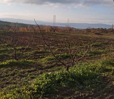 LAPSEKİ GAZİ SÜLEYMAN PAŞA MEVKİİ SATILIK BOĞAZ MANZARALI BAĞ