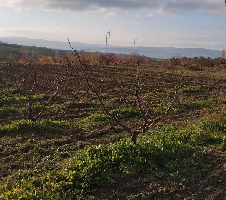 LAPSEKİ GAZİ SÜLEYMAN PAŞA MEVKİİ SATILIK BOĞAZ MANZARALI BAĞ