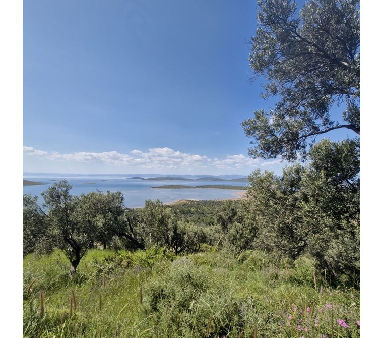 CUNDA ADASINDA SATILIK DENİZ MANZARALI 2979 M2 ZEYTİNLİK