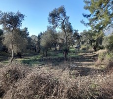 köyceğiz yangı mah. satılık 1750 m2 tarla