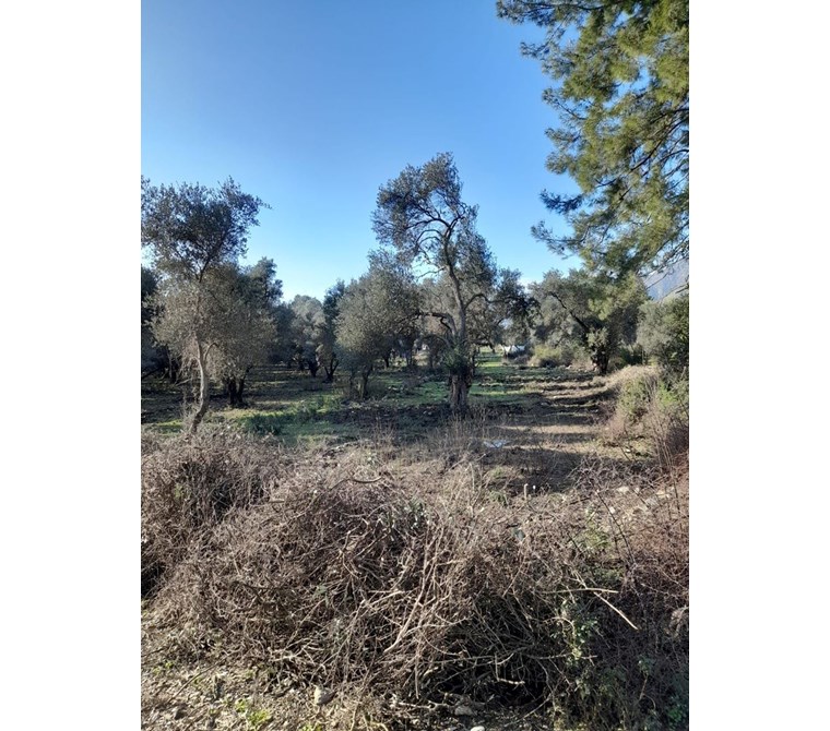 köyceğiz yangı mah. satılık 1750 m2 tarla