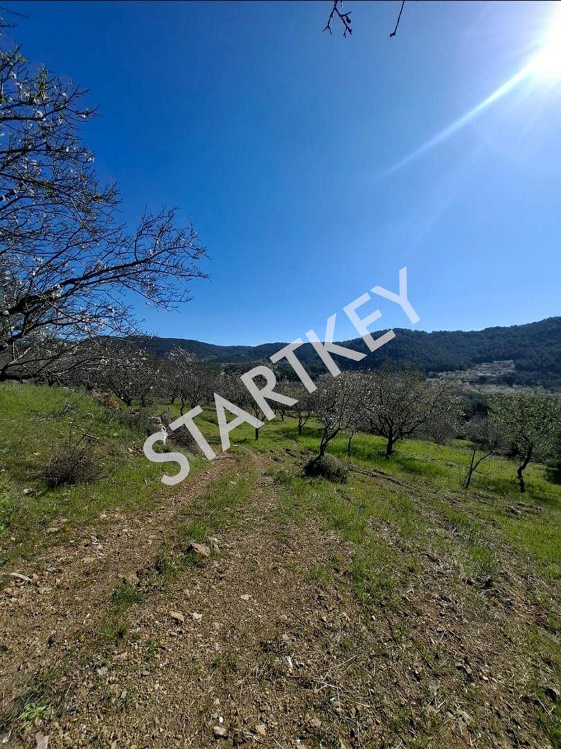 Datça Yazı'da Satılık Tarla