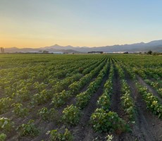 İZMİR BERGAMA OVACIK KÖYÜNDE YATIRIM POTANSİYELİ YÜKSEK TARLA