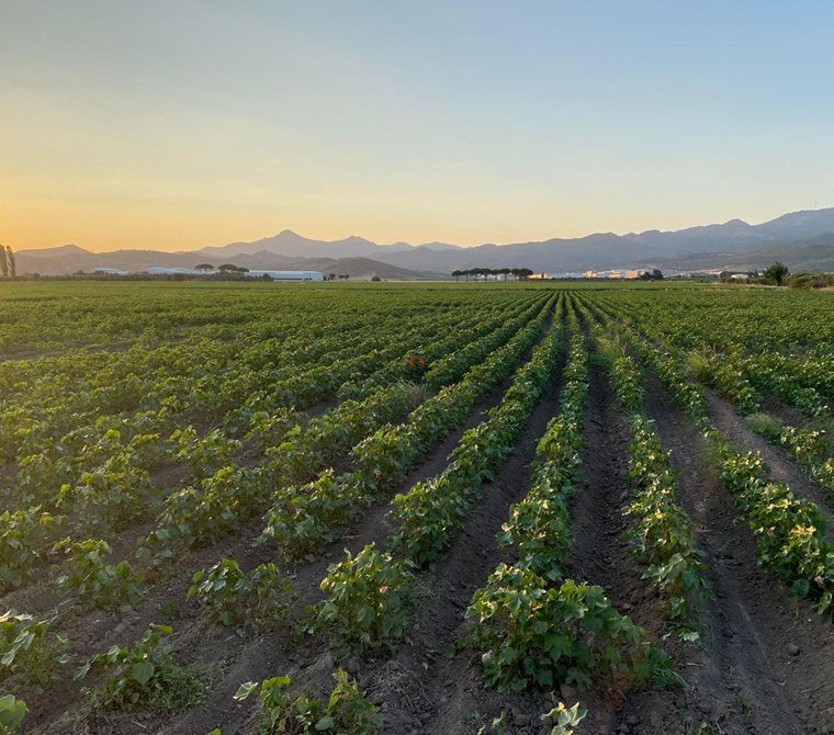 İZMİR BERGAMA OVACIK KÖYÜNDE YATIRIM POTANSİYELİ YÜKSEK TARLA