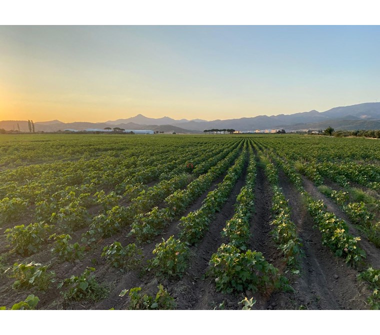 İZMİR BERGAMA OVACIK KÖYÜNDE YATIRIM POTANSİYELİ YÜKSEK TARLA