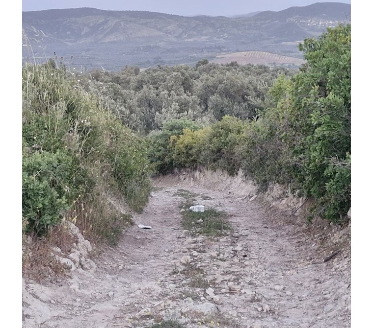 ALTIN EMLAKTAN AYVALIK MUTLUKÖYDE SATILIK4650 M2 ZEYTİ