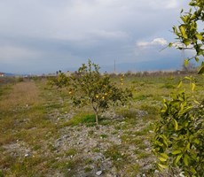 ortaca dalyan mah. satılık 2488 m2 tarla