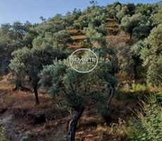MUĞLA MİLAS'TA 13.187 M2 SATILIK ZEYTİNLİK