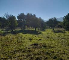 MÜJGAN EMLAKTAN MUĞLA KÖYCEĞİZ DÖĞÜŞBELEN MH DE 532M2 BAHÇE