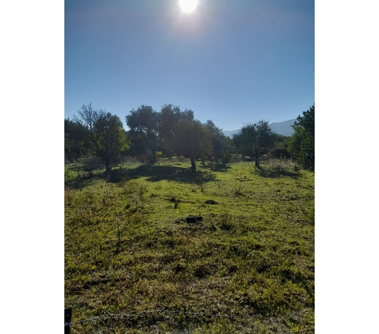 MÜJGAN EMLAKTAN MUĞLA KÖYCEĞİZ DÖĞÜŞBELEN MH DE 532M2 BAHÇE