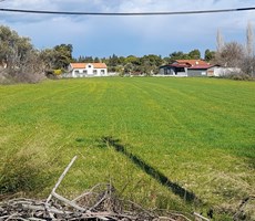 URLA İSKELE AĞAÇLI YOLDA SATILIK TARLA