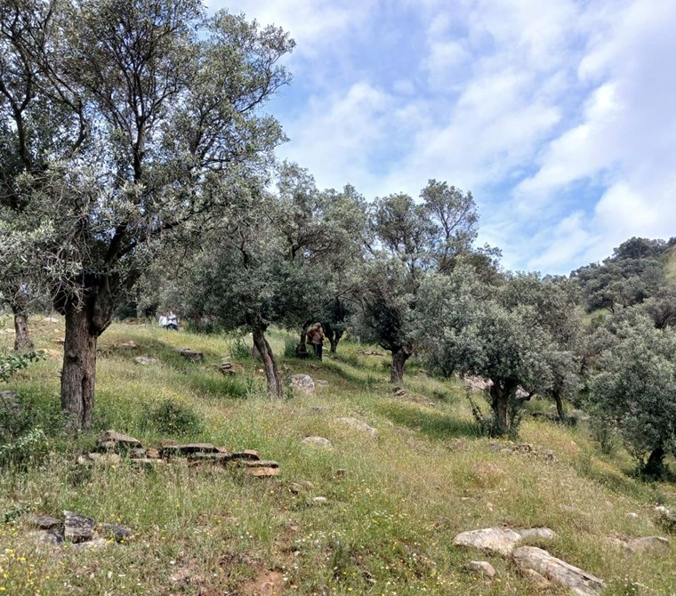 Bayındır Yenice Mah. Merkeze Yakın 612m² Satılık ZEYTİNLİK