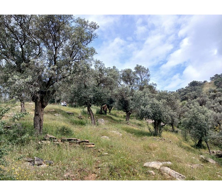 Bayındır Yenice Mah. Merkeze Yakın 612m² Satılık ZEYTİNLİK