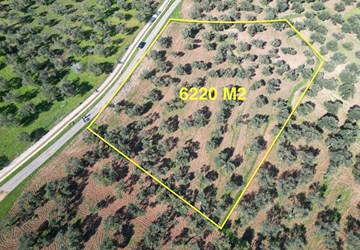 AYVALIK KAZIMKARABEKİRDE SATILIK 6220 M² ZEYTİNLİK