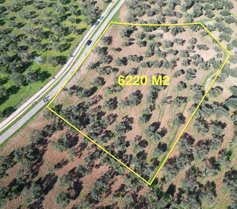 AYVALIK KAZIMKARABEKİRDE SATILIK 6220 M² ZEYTİNLİK