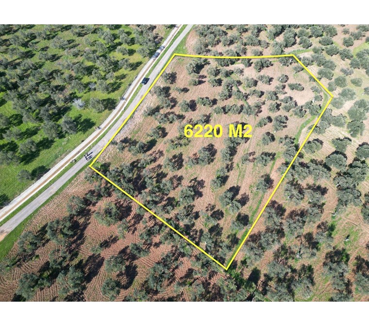 AYVALIK KAZIMKARABEKİRDE SATILIK 6220 M² ZEYTİNLİK