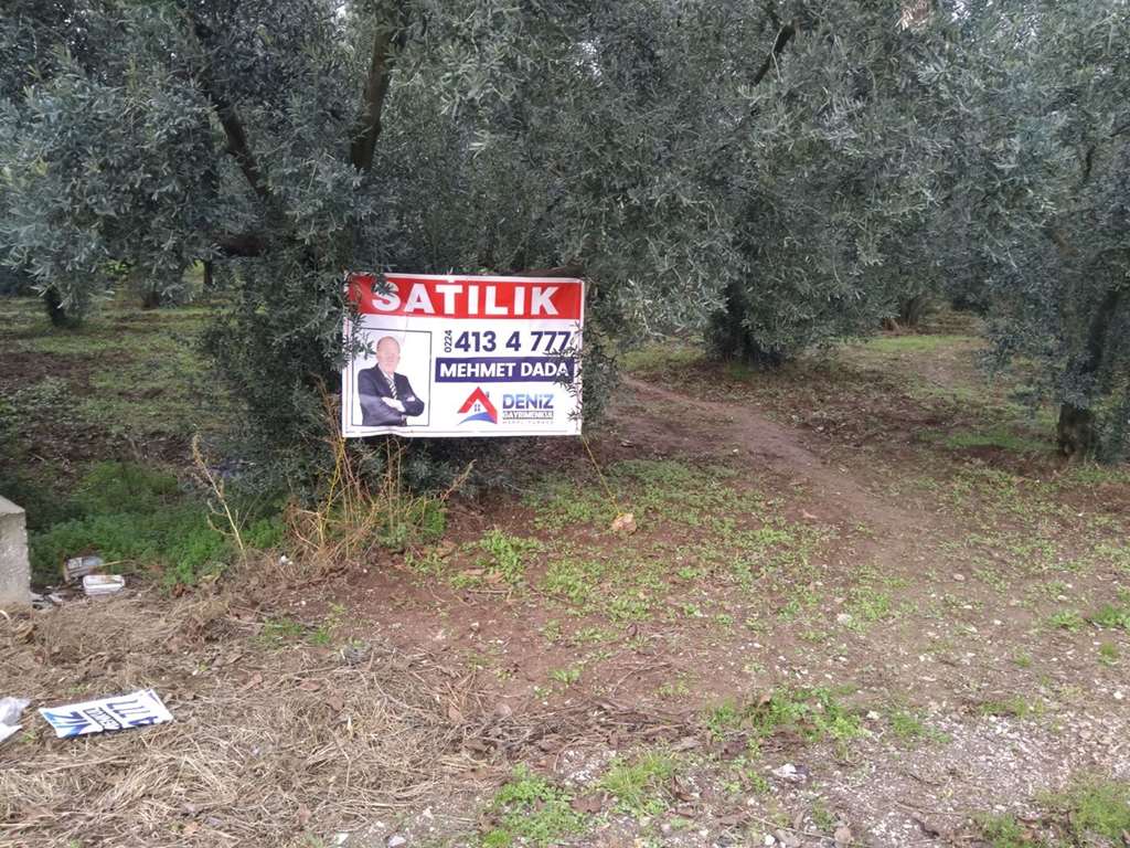 DENİZ DEN YERLİ OTOMOBİL FABRİKA ALANINA CEPHE SATILIK ZEYTİNLİK