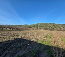 KUŞADASI KİRAZLI KÖYÜNDE İFRAZI YAPILMIŞ TARLA