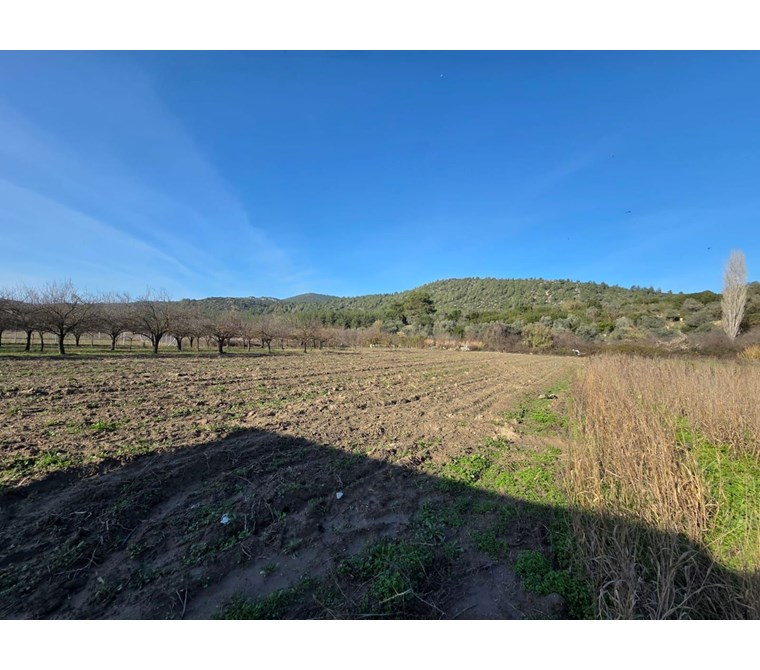 KUŞADASI KİRAZLI KÖYÜNDE İFRAZI YAPILMIŞ TARLA