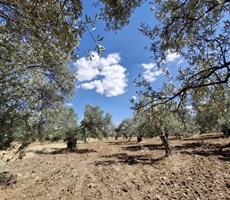 ALTIN EMLAKTAN ÇANAKKALE İZMİR YOLU ÜZERİ SATILIK ZEYTİNLİK