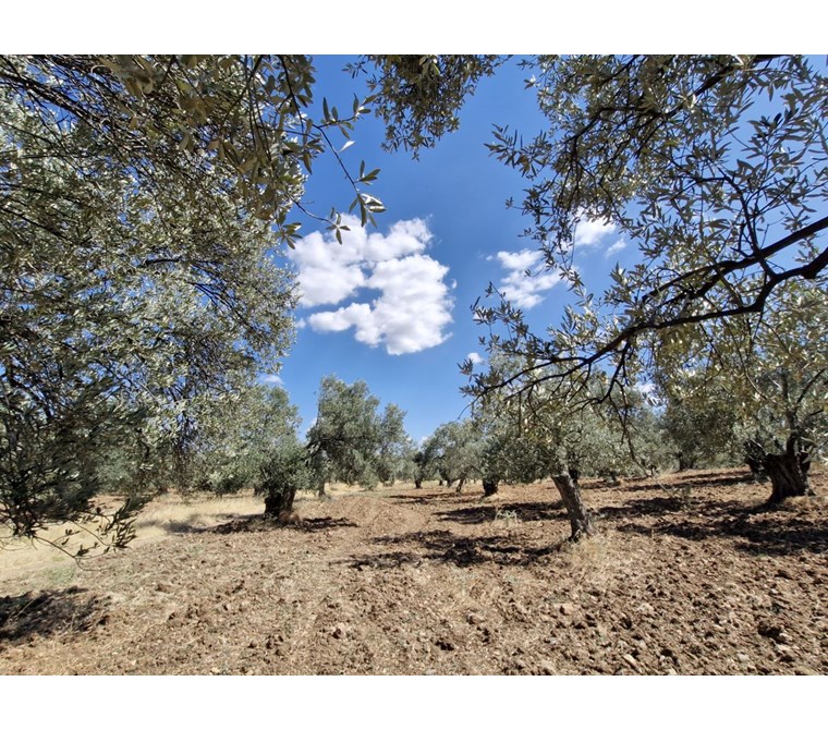 ALTIN EMLAKTAN ÇANAKKALE İZMİR YOLU ÜZERİ SATILIK ZEYTİNLİK